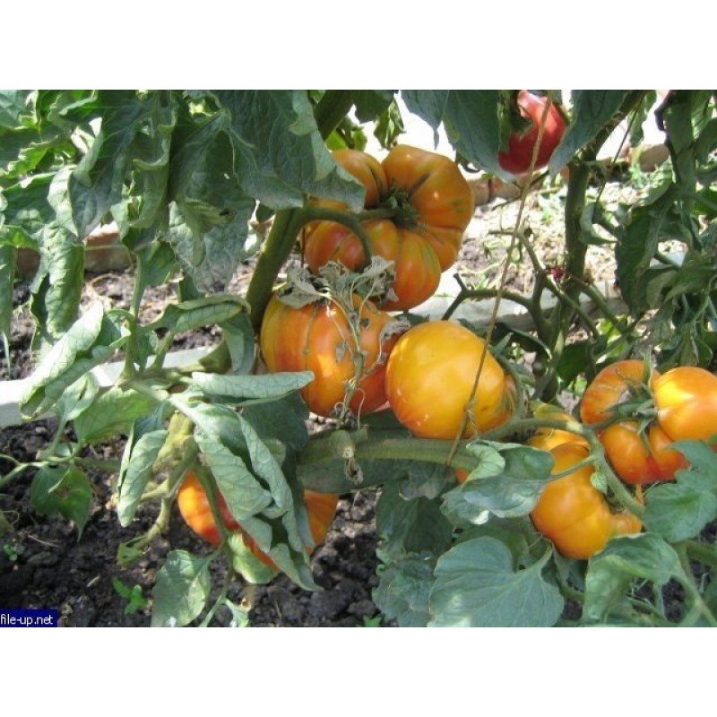 Насіння томату Насіння від Лазарєвих Бабусі Віней 0,1 гр (15-30 насінин)