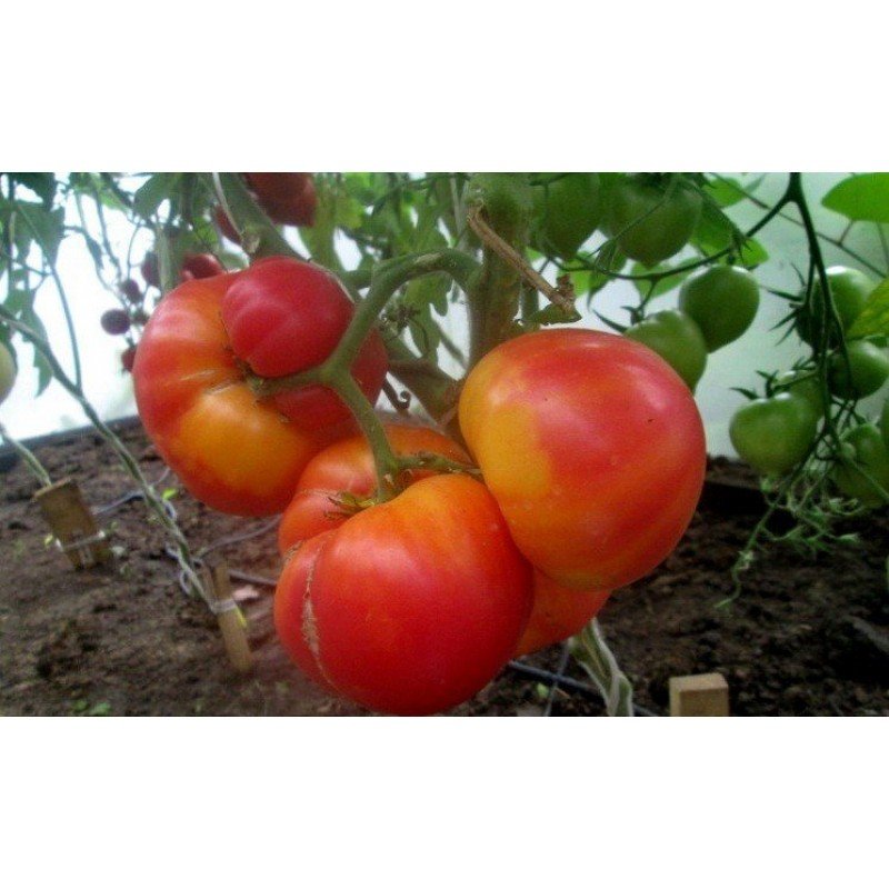 Tomato seeds Seeds from Lazarevs Bethlehem Fire 0.1 g (15-30 seeds)