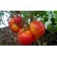Tomato seeds Seeds from Lazarevs Bethlehem Fire 0.1 g (15-30 seeds)