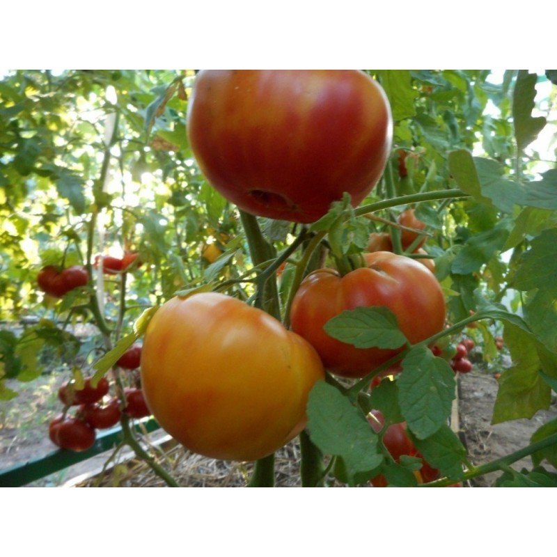 Tomato seeds Seeds from Lazarevs Bethlehem Fire 0.1 g (15-30 seeds)