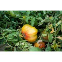 Насіння томату Насіння від Лазарєвих Ліфтен Єллоу 0,1 гр (15-30 насінин)