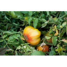Tomato seeds Seeds from Lazarev Liften Yellow 0.1 g (15-30 seeds)