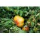 Tomato seeds Seeds from Lazarev Liften Yellow 0.1 g (15-30 seeds)