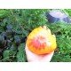 Tomato seeds Seeds from Lazarev Liften Yellow 0.1 g (15-30 seeds)