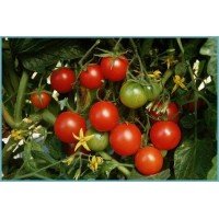 Насіння томату Зимова вишня 30 нас