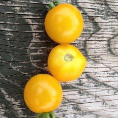 Tomato seeds Golden Crown 30 pcs