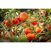 Насіння томату Насіння від Лазарєвих Італійські горішки 0,2 гр (30-50 насінин)