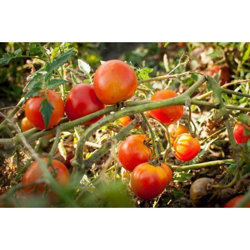 Tomato seeds Seeds from Lazarevs Italian nuts 0.2 g (30-50 seeds)