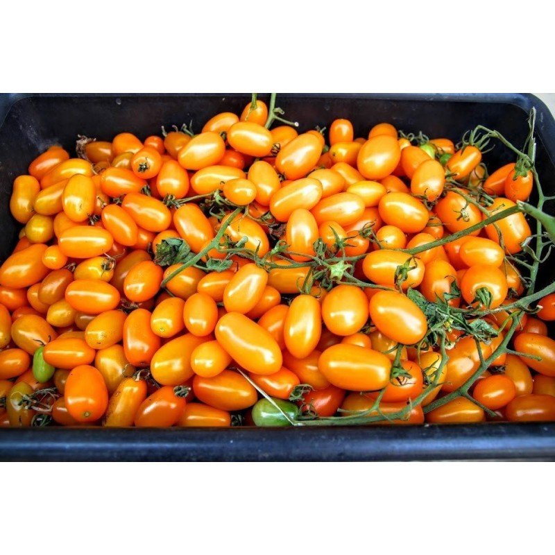 Насіння томату Лімончелло 30 нас