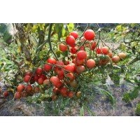 Tomato seeds Rose Quartz 30 pcs