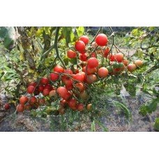 Tomato seeds Rose Quartz 30 pcs