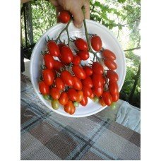 Tomato seeds Singapore 30 us