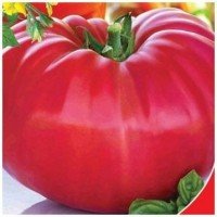 Millionaire tomato seeds 15 pcs