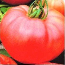 Tomato seeds Pink Giant 30 pcs
