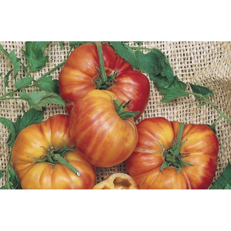 Tomato seeds Big Rainbow "Big Rainbow" (USA) 15 seeds