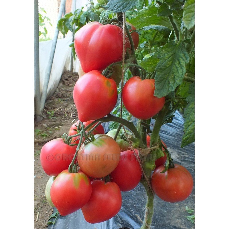 Dwarf Tomato Seeds Pink Passion 10 Seeds