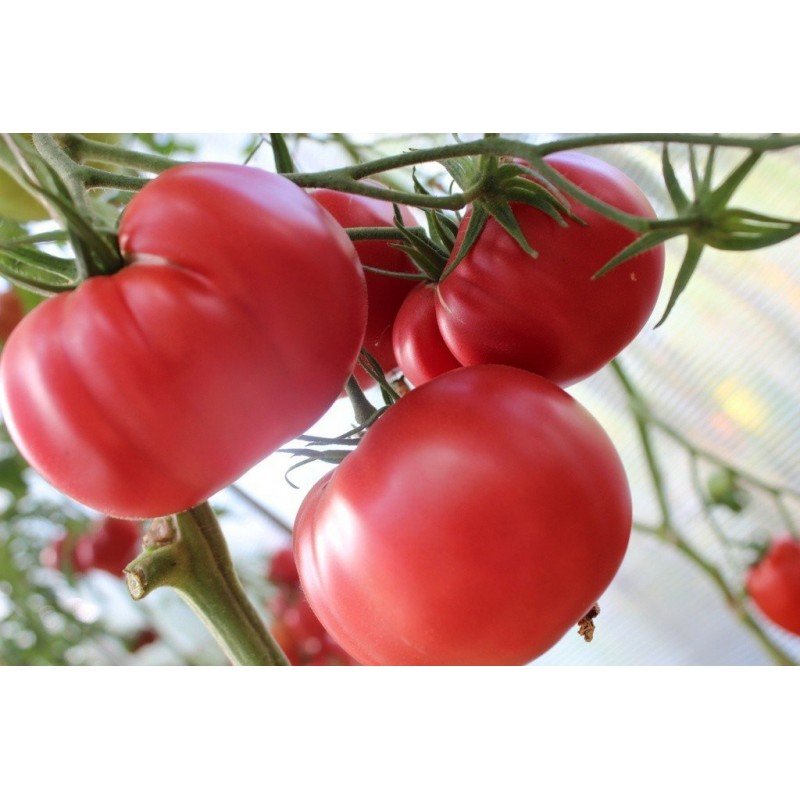 Tomato seeds Julia's Child 10 us