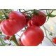Tomato seeds Julia's Child 10 us