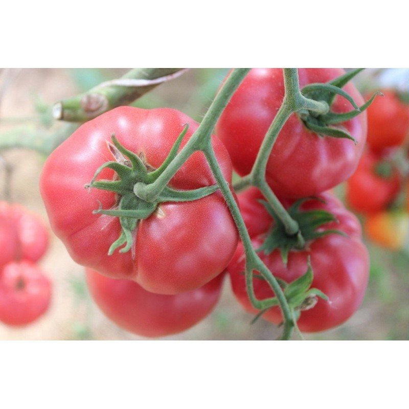 Tomato seeds Julia's Child 10 us