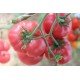 Tomato seeds Julia's Child 10 us
