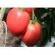 Tomato seeds King of London15 us