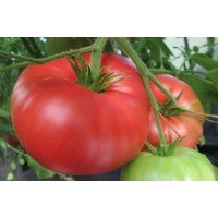 Насіння томату Особливий Гукера 15 нас