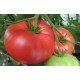 Tomato seeds Hooker's Special 15 seeds