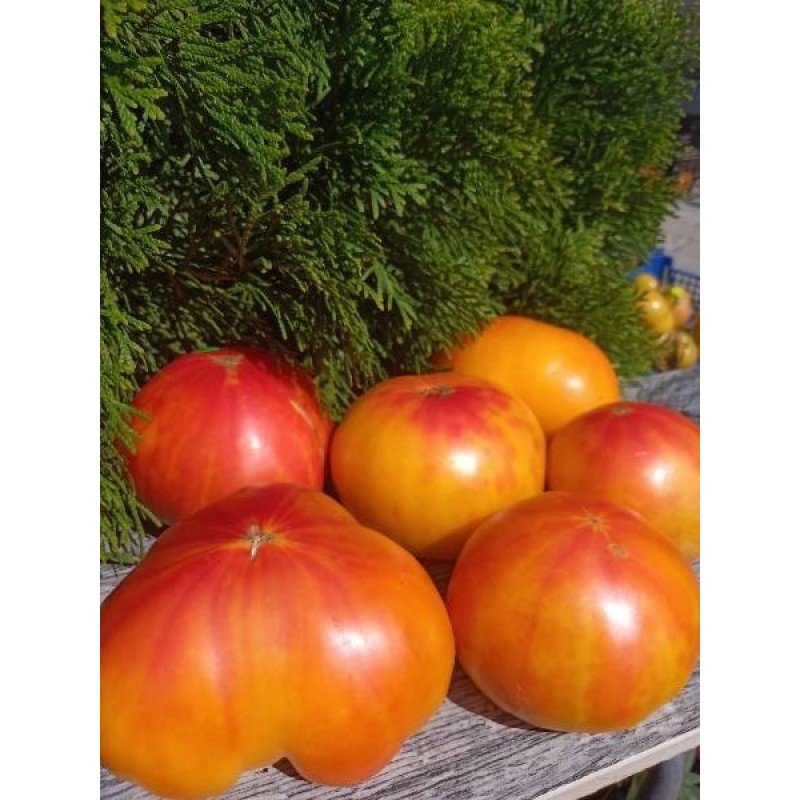 Tomato seeds Southern Pride (Southern Pride) 15 seeds