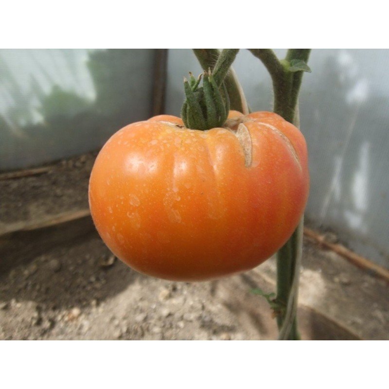 Tomato seeds Southern Pride (Southern Pride) 15 seeds