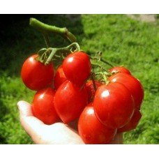 Tomato seeds Smiliansky Rudasa 15 seeds