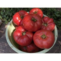 Насіння томату Юсуповський 15 насінин