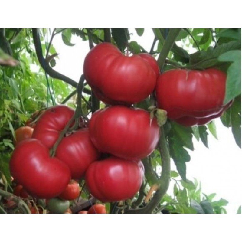 Tomato seeds Yusupovsky 15 seeds