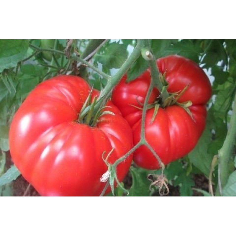 Tomato seeds "from Lazarev" Spanish giant 30-60 seeds