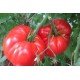 Tomato seeds "from Lazarev" Spanish giant 30-60 seeds