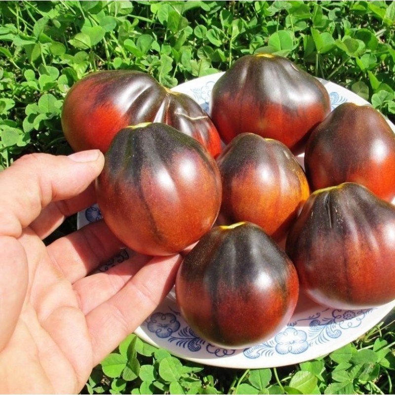 Насіння томату "від Лазарєвих" Синя груша 30-60 насінин