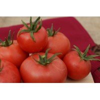 Tomato seeds Super-yielding 30 pcs