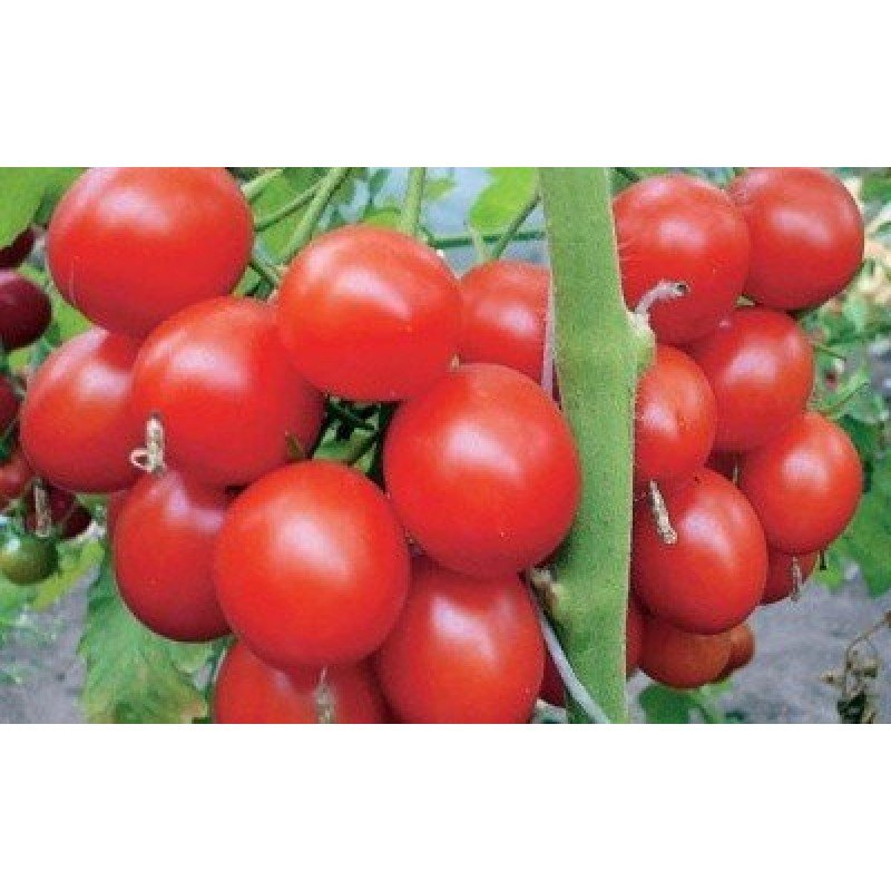 Насіння томату Суперурожайний 30 нас