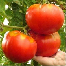Tomato seeds Tsar's favorite 30 us