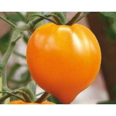 Tomato seeds "from Lazarev" Golden Heart (elite) 15-30 seeds