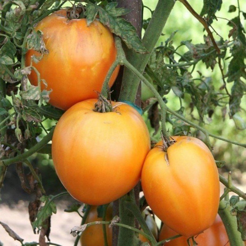 Tomato seeds "from Lazarev" Golden Heart (elite) 15-30 seeds