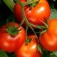 Tomato seeds Jana 30 us