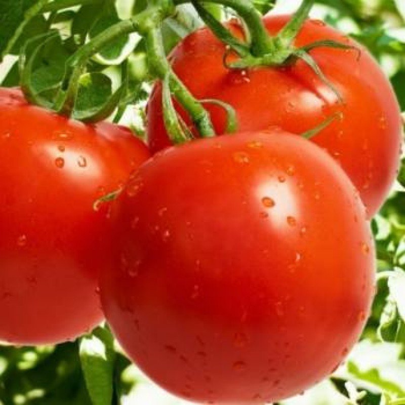Tomato seeds Jana 30 us