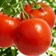 Tomato seeds Jana 30 us