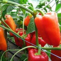 Pepper seeds "from Lazarev" Andrea 20-50 seeds