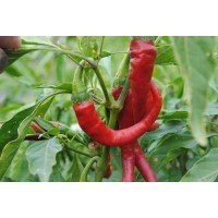 Насіння перцю Кіготь (гострий) 20 насінин