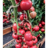 Tomato seeds Strongman F1 10 seeds