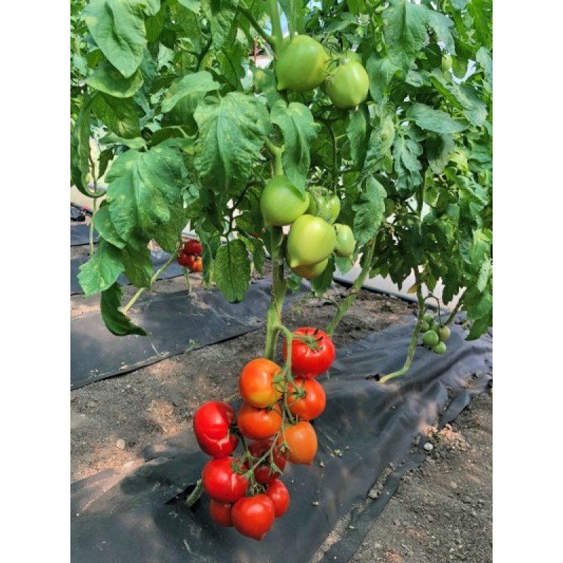 Tomato seeds Shepherd 10 seeds