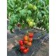 Tomato seeds Shepherd 10 seeds