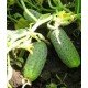 Cucumber seeds Samcross F1 0.5 grams