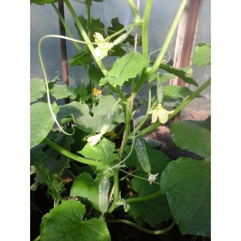 Cucumber seeds Samcross F1 0.5 grams